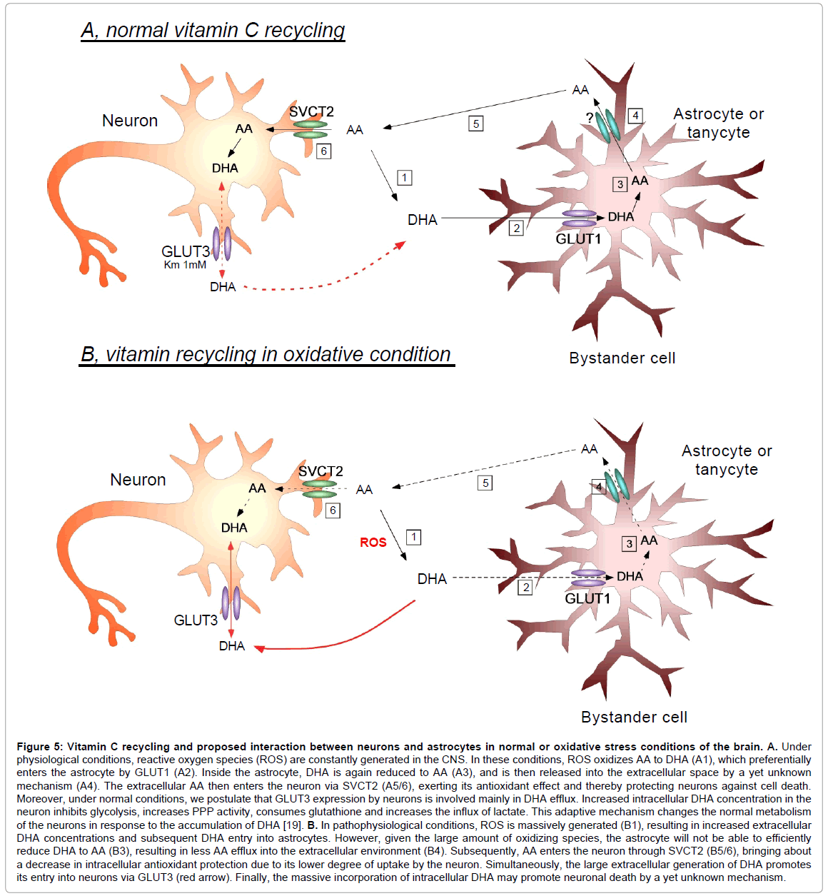 Vitamin C Transporters, Recycling and the Bystander Effect in the