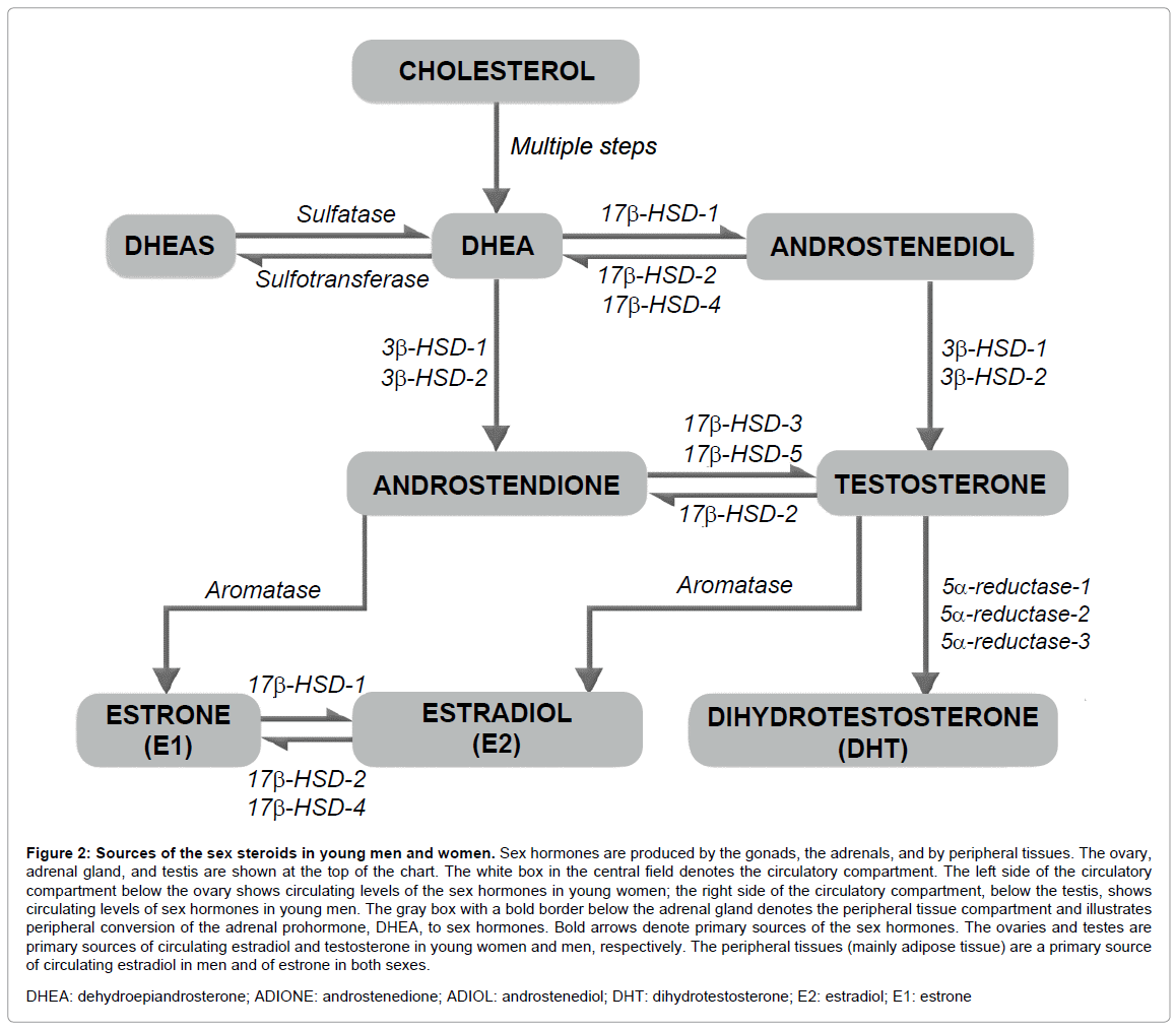What do normal female hormone estradiol depend on? What do normal female hormone estradiol depend on?