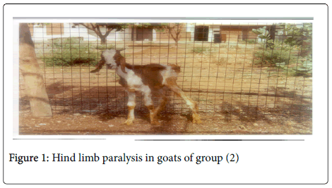 toxicology-Hind-limb-paralysis