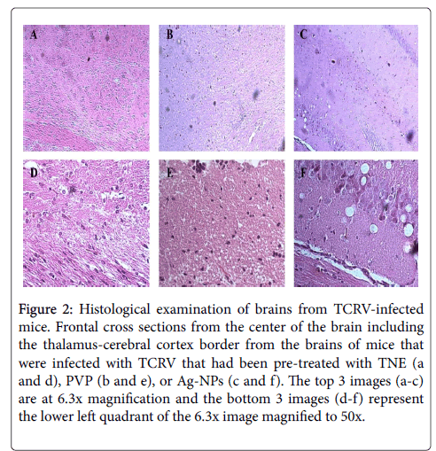 toxicology-Histological-examination