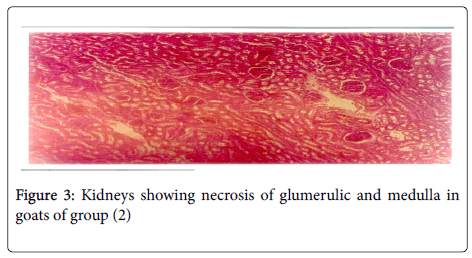 toxicology-Kidneys-showing