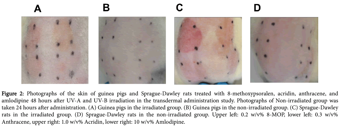 toxicology-Photographs-skin-guinea-pigs