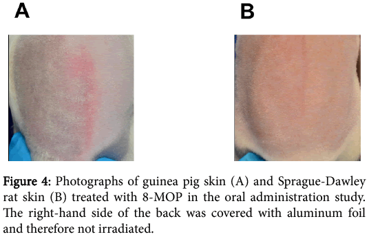 toxicology-Sprague-Dawley-rat-skin