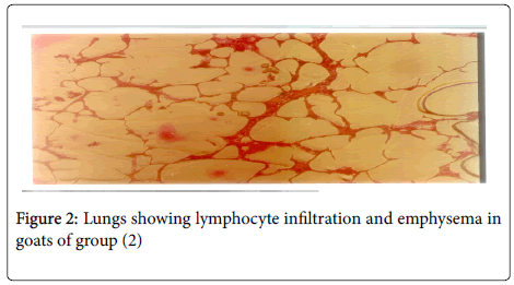 toxicology-lymphocyte-infiltration