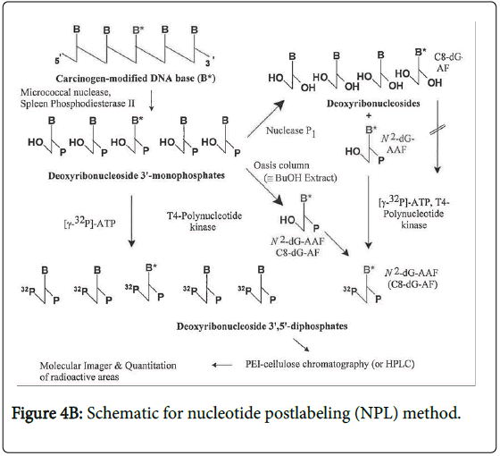 toxicology-nucleotide-postlabeling