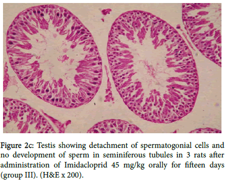toxicology-spermatogonial-cells