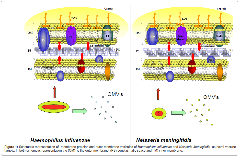 membrane protein as novel targets for vaccine production in em haemophilus influenzae