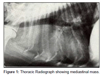 mediastinal lymphosarcoma