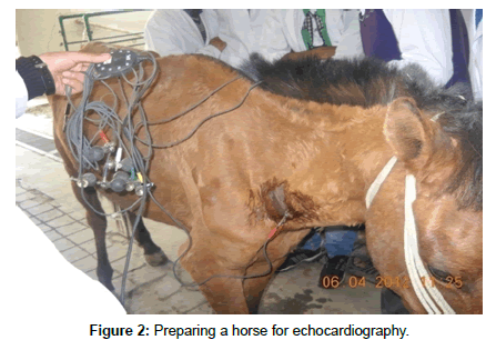 advances of echocardiography in equines practice a review omics