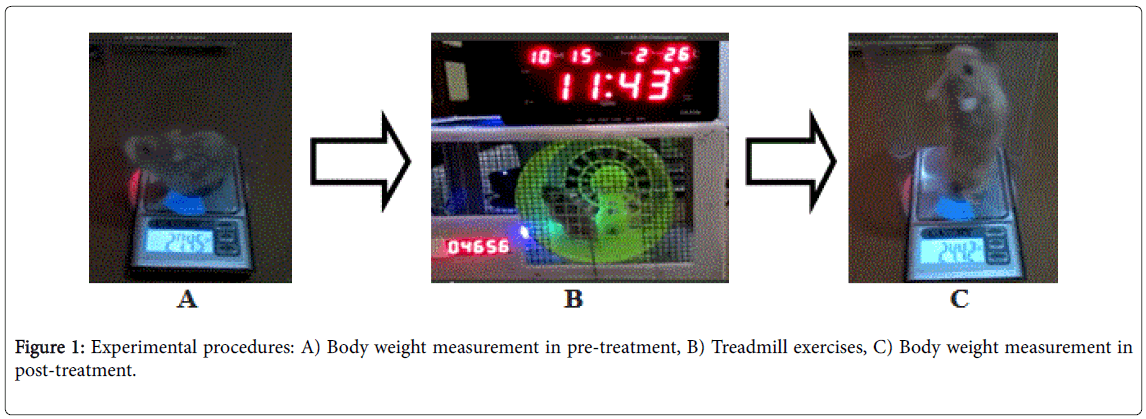 weight-loss-therapy-Body-weight-measurement