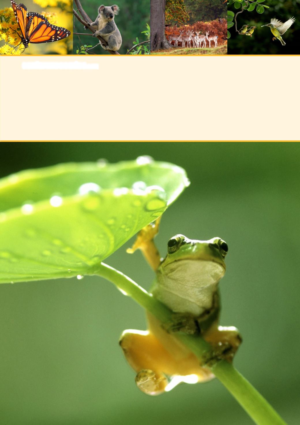 Page Background
