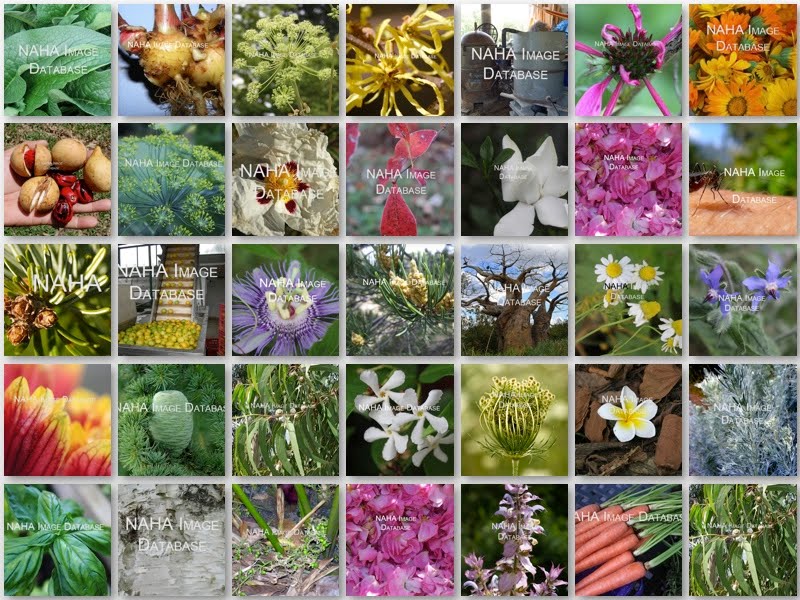 Natural Edible Plants Park Natural Edible Plants Park