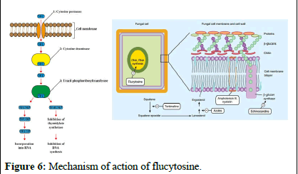 ijrdpl-anti ijrdpl-anti