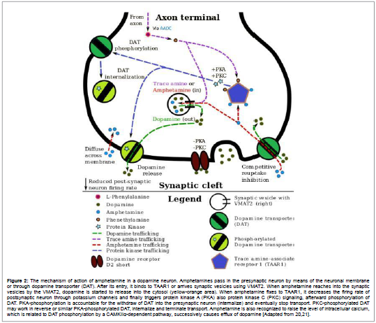 addiction-research-experimental-dopamine-transporter