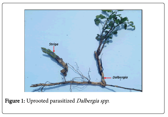 advances-crop-science-technology-Uprooted-parasitized