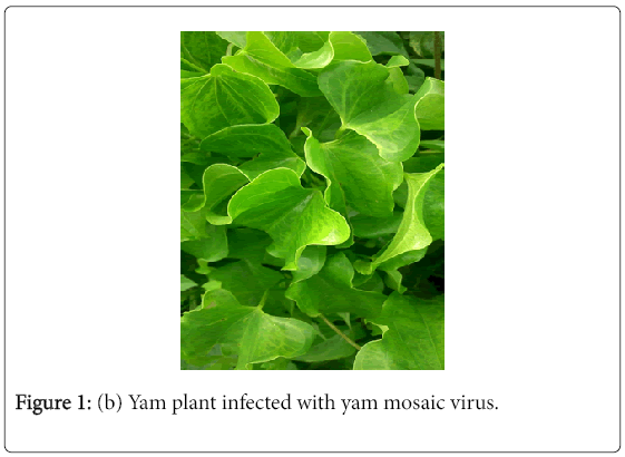 Dilhani Rkanayaka Sex Mobile Porn Downlod - The Response of White Yam (Dioscorea rotundata Poir) Tuber Portions to  Positive Selection for Quality Seed Yam Production | OMICS International