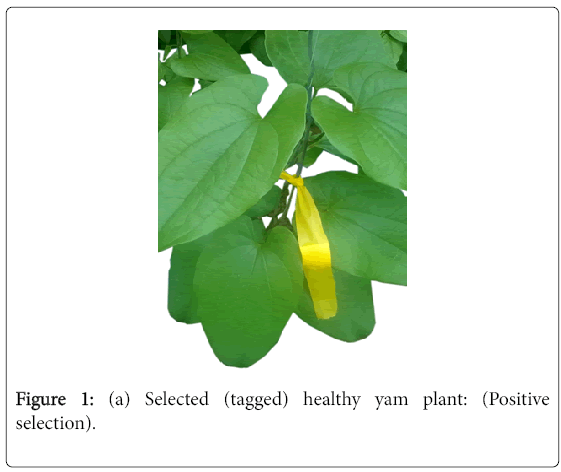 advances-crop-science-technology-healthy-yam