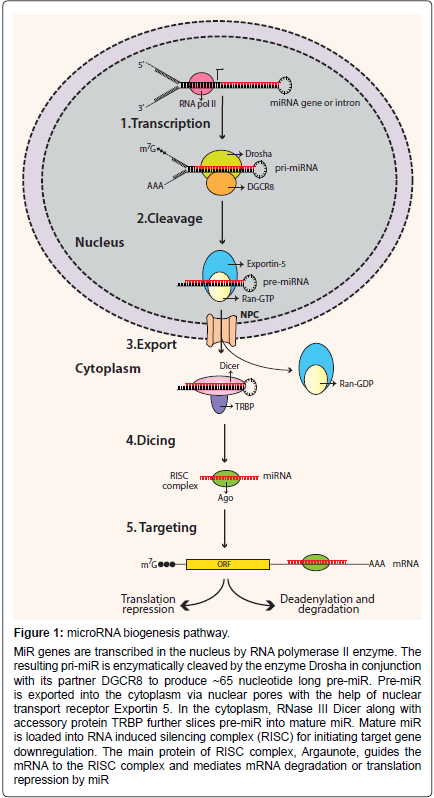 alzheimers-disease-parkinsonism-biogenesis-pathway