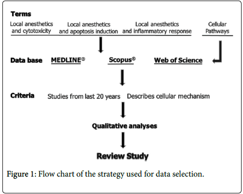 Inflammatory Response Flow Chart