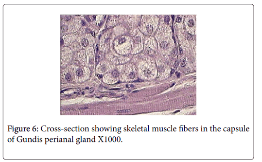 biochemistry-cell-biology-skeletal-muscle