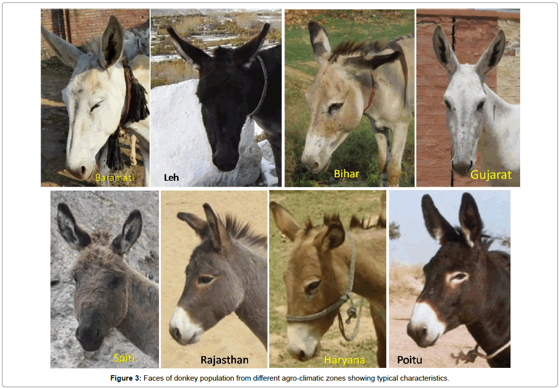 phenotypic clustering of indian