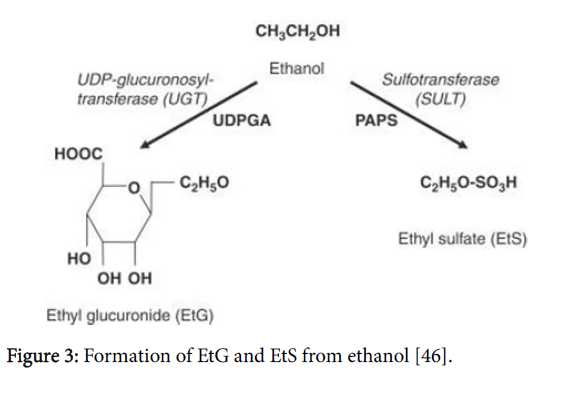 Ethyl Sulfate Levels Chart