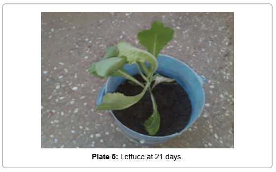 bioremediation-biodegradation-Lettuce-days