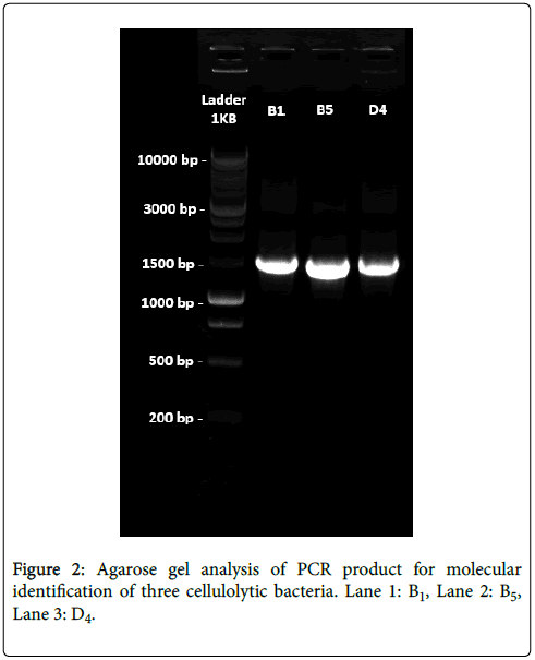 bioremediation-biodegradation-molecular