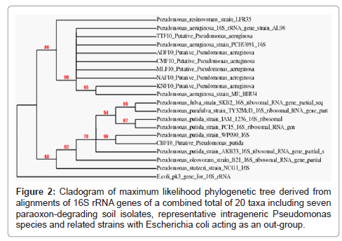 bioremediation-biodegradation-phylogenetic