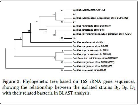 bioremediation-biodegradation-sequences