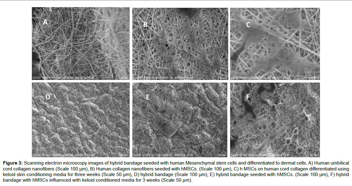 biotechnology-biomaterials-Mesenchymal-stem