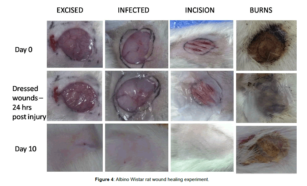 biotechnology-biomaterials-healing-experiment