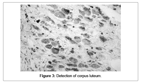 cell-science-apoptosis-luteum