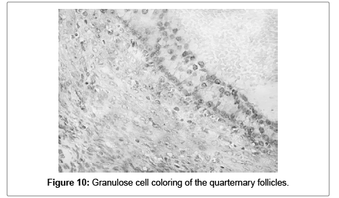 cell-science-apoptosis-quarternary
