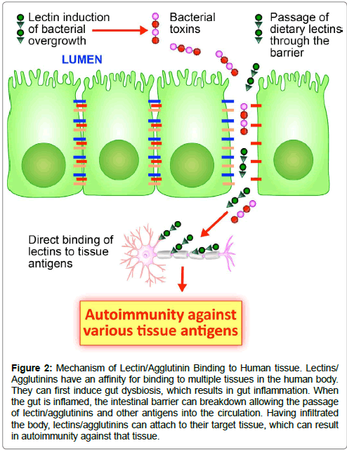 Antibody Cross Reactivity Chart