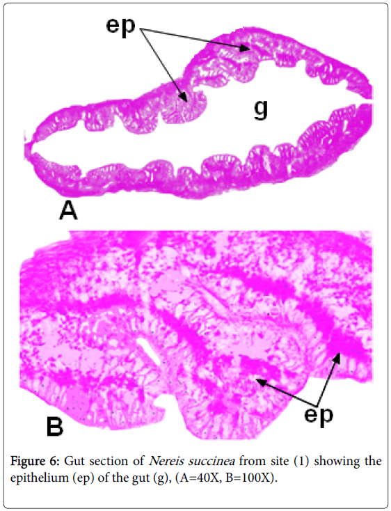 ecology-toxicology-Gut-section