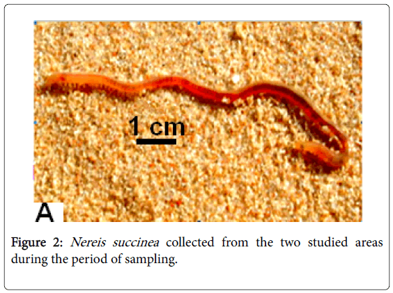 ecology-toxicology-Nereis-succinea-collected