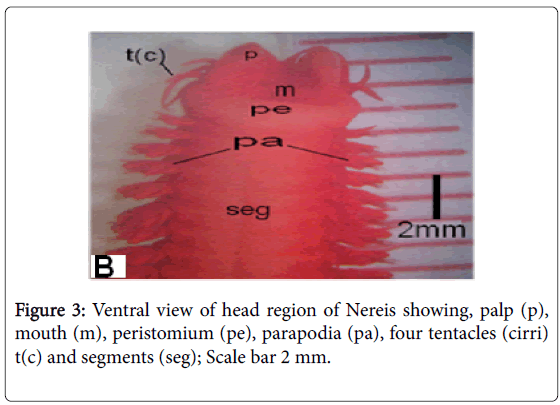 ecology-toxicology-Ventral-view-head