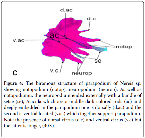 ecology-toxicology-biramous-structure