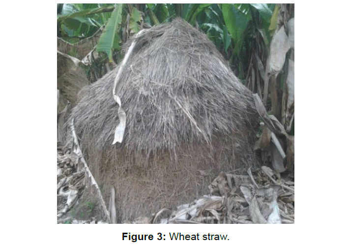 fisheries-livestock-wheat-straw