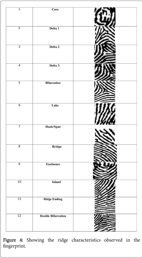 forensicresearchridgefingerprint