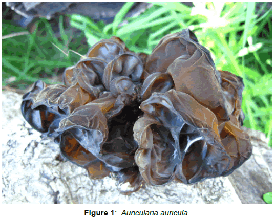 homeopathy-ayurvedic-Auricularia-auricula