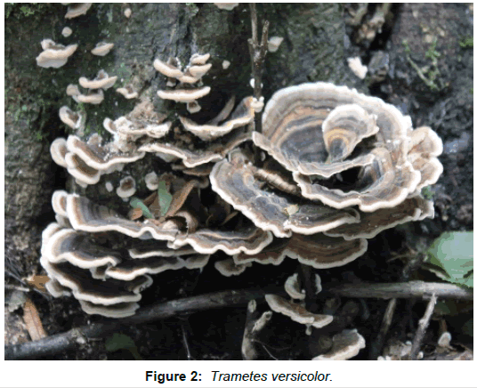 homeopathy-ayurvedic-Trametes-versicolor