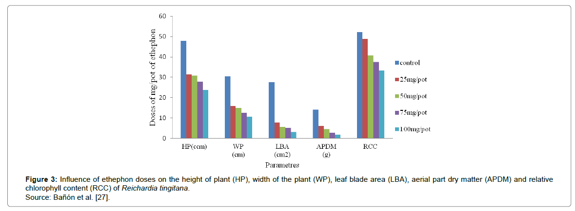 Effects Of Plant Growth Ants And Pot Sizes On The Height Horticulture Chlorophyll Content