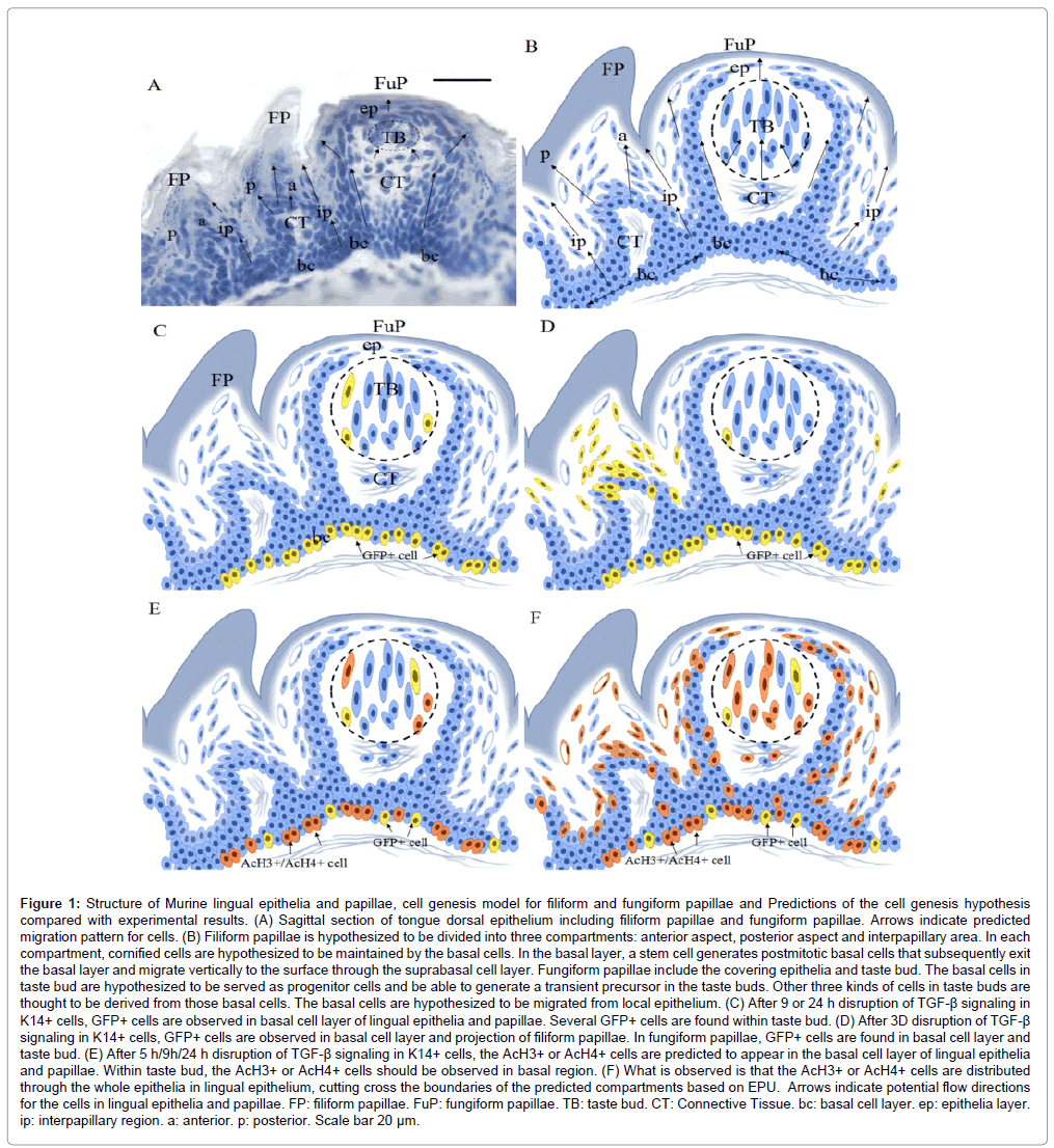 stem cell in lingual epithelia and papillae