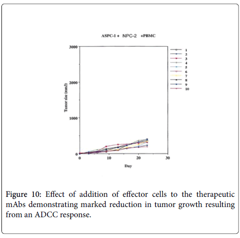 molecular-immunology-cell-attacking