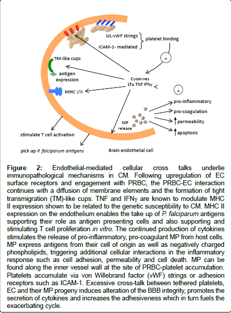 neuroinfectious-diseases-Endothelial-mediated