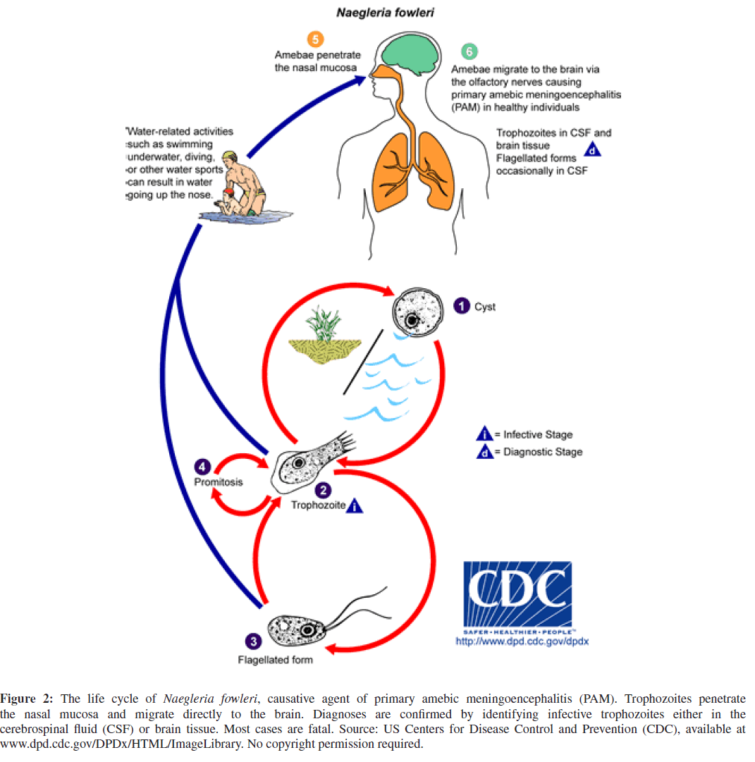 neuroinfectious-diseases-Naegleria-fowleri1071 x 1081