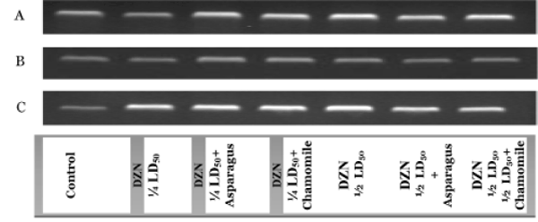 neuroinfectious-diseases-animal-groups