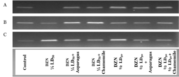neuroinfectious-diseases-electrophoresis
